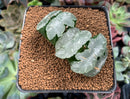 Haworthia Truncata 'White Mammoth' 3" Succulent Plant