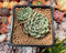 Echeveria 'Sarahime' 2" Cluster Succulent Plant