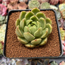 Echeveria Agavoides 'Sugar Ball' 2"-3" Succulent Plant