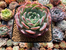 Echeveria sp. 4" Succulent Plant