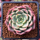 Echeveria 'Belladonna' 2" Succulent Plant