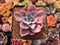 Echeveria 'Pink Harin' Variegated 2"-3" Succulent Plant