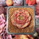 Echeveria 'Lucidium Roman' 1" Succulent Plant