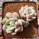 Echeveria 'Cream Puff' 3" Cluster Succulent Plant