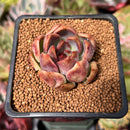 Echeveria 'Violet Cheese' 2" Succulent Plant