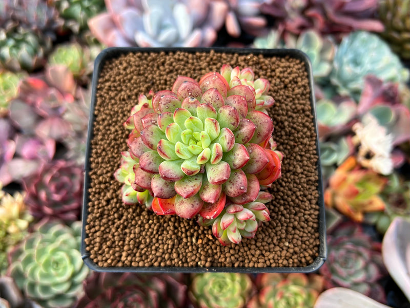red top queen succulent Echeveria 'Red Top' 2" Cluster Succulent Plant – True Succulents Plant Co