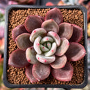 Echeveria 'Purple Champaign' 2" Succulent Plant
