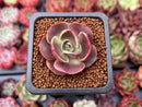 Echeveria 'Red Tan' 1" Succulent Plant