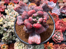 Echeveria 'Hearts Delight' 4" Succulent Plant