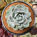Echeveria 'Icy Purple' 4" Succulent Plant