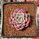 Echeveria 'Blood Spirit' 1" Succulent Plant