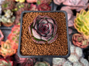 Echeveria 'Chocolate Grace' 1" New Hybrid Succulent Plant