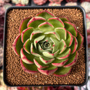 Echeveria 'Marshmallow' 3" Succulent Plant