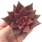 Echeveria Agavoides 'Red Ebony' 3" Succulent Plant