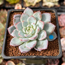 Echeveria 'Werther' 2" Powdery Succulent Plant