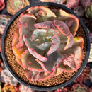 Echeveria 'Beyonce' Variegated 4" Large Succulent Plant