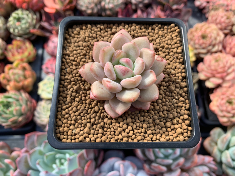 elaine succulent Pachyveria 'Elaine Reinelt' 1" Small Succulent Plant