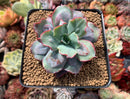 Echeveria 'Blue Spur' 3"-4" New Hybrid Succulent Plant