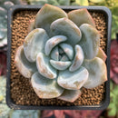 Echeveria 'Japanese Seongyoung' 2" Succulent Plant