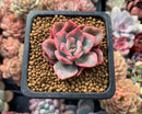 Echeveria 'Pink Harin' Variegated 2" Succulent Plant