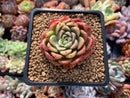 Echeveria Agavoides sp. 2" Succulent Plant