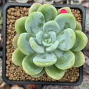 Echeveria 'Chloe' 2"-3" Powdery Succulent Plant