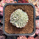 Echeveria 'Hearts Choice' Crested 1" Succulent Plant