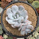 Echeveria 'Laui' 4" Powdery Succulent Plant