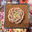 Echeveria 'Monello' 1" Succulent Plant