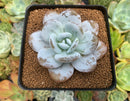 Echeveria 'Laui' 3" Powdery Succulent Plant