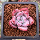 Echeveria 'Colorata' 1" Succulent Plant