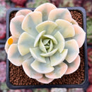 Echeveria Runyonii Variegated (Aka Echeveria 'Akaihosi' Variegated) 2" Succulent Plant