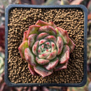 Echeveria Agavoides 'Nuveoreon' 1" Succulent Plant