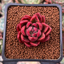 Echeveria Agavoides 'Callisto' 1" Succulent Plant