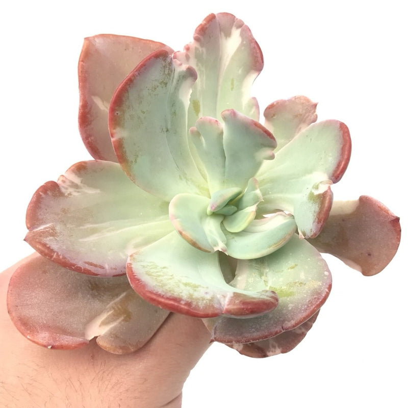 Echeveria 'Beserk' Variegated  5"+ Succulent Plant