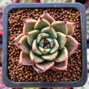 Echeveria Agavoides 'Super Beauty' 1" Succulent Plant