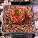 Echeveria Agavoides 'Zeck' 1" Succulent Plant
