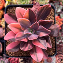 Echeveria 'Hanaikada' Variegated 3" Succulent Plant