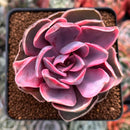 Echeveria 'Rainbow' Variegated 3" Succulent Plant