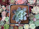 Echeveria 'Mexapor' 1"-2" New Hybrid Succulent Plant