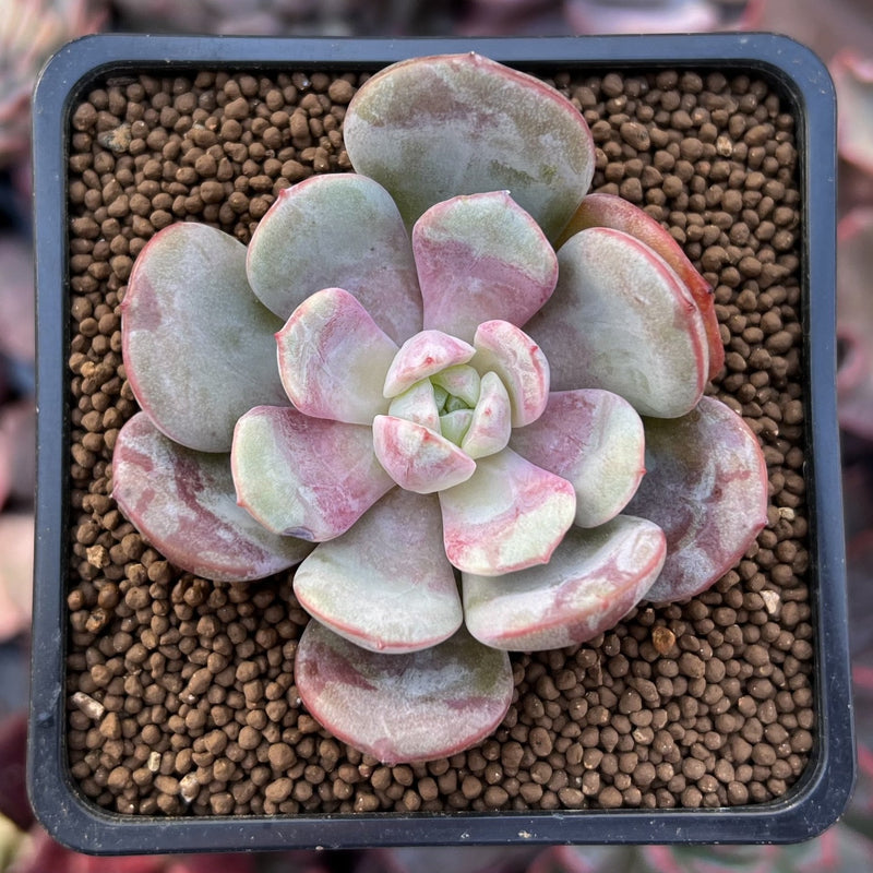 mint green succulents Echeveria 'Soul Mint' 2" Succulent Plant