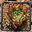 Echeveria Agavoides 'Sarabony' Selected Clone 3" Succulent Plant