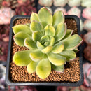 Echeveria 'Briddoza' Variegated 2" Succulent Plant