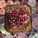Echeveria 'Longissima' 2" Cluster Succulent Plant