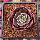 Echeveria 'Zestar' 1" Succulent Plant