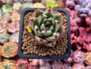 Echeveria Agavoides 'Kobane' 1" Succulent Plant
