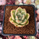 Echeveria 'Plon' 1" New Hybrid Succulent Plant