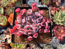 Echeveria 'Trumpet Pinky' 2"-3" Succulent Plant