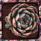 Echeveria 'Monro Chanel' 4" Succulent Plant