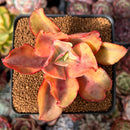 Echeveria 'Suyeon' Variegated 3" Succulent Plant